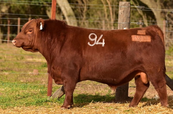 45831 — TOROS ANGUS PC