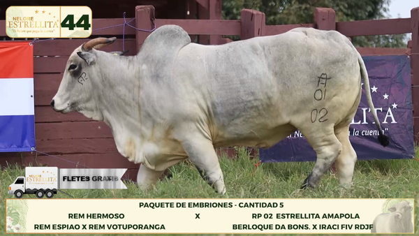 Lote LOTE 44