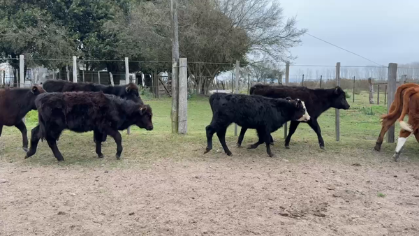 Lote TERNERAS
