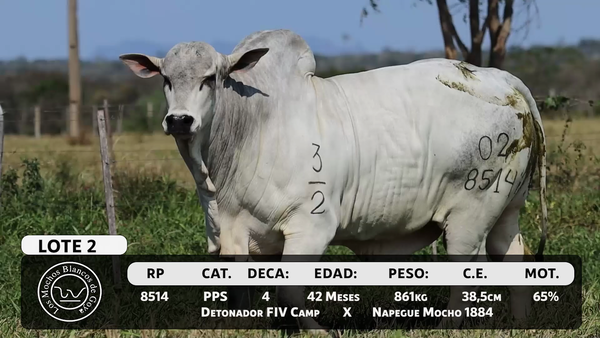 Lote LOTE 2