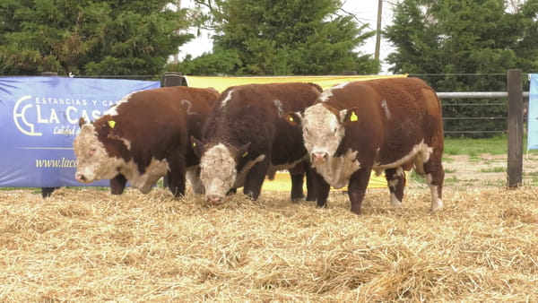 Lote TOROS ANGUS PUROS CONTROLADOS