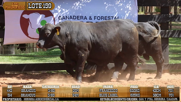 Lote LOTE 159 - VIVO