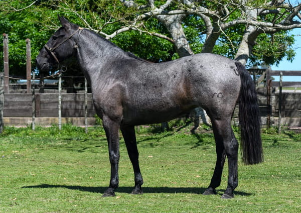 Lote Florida La Calavera