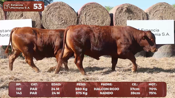Lote LOTE 53