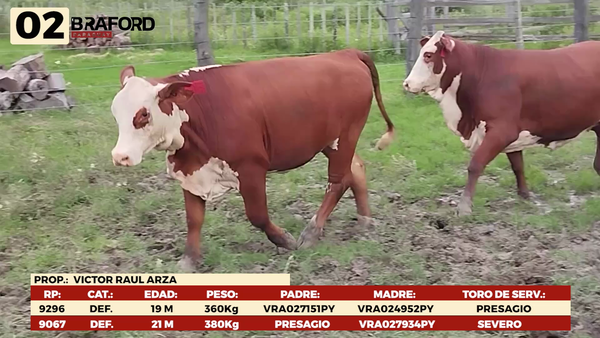 Lote LOTE 2