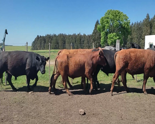 Lote (Vendido)6 Novillos 3 AA,  1 RA,  1 BR Y 1 RA X NO 397kg - , Colonia