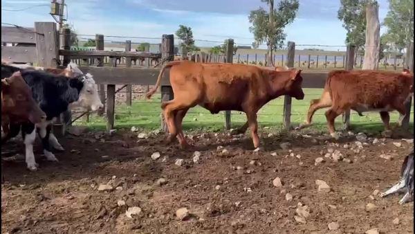 Lote NOVILLOS 1-2 AÑOS