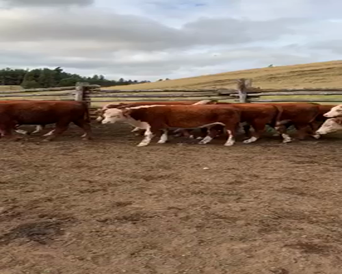 Lote 20 Novillo Engorda en XI Región Aysén, Coyhaique