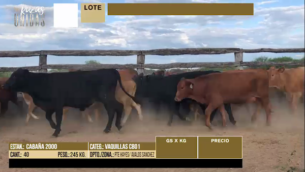 Lote LOTE 32 - 40 VAQUILLAS CBO 1
