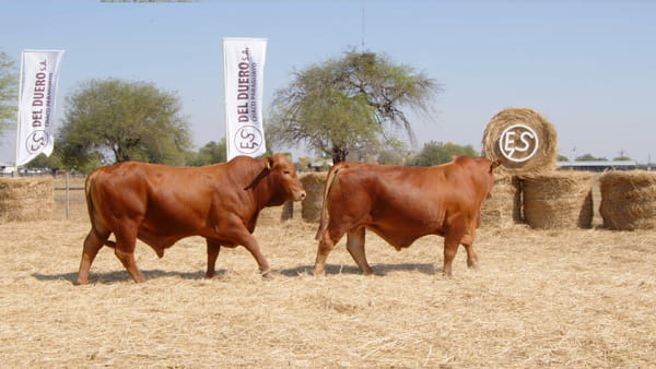 Lote TOROS
