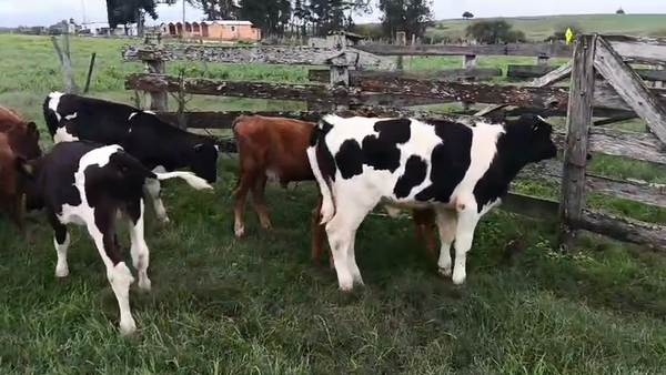 Lote 11 Terneros y Terneras, San José