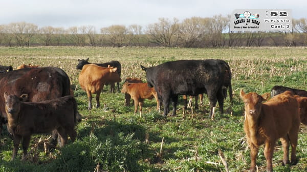 Lote VAQUILLONAS PC NEGRAS PARIDAS