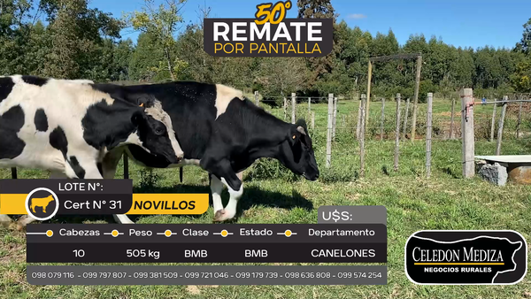 Lote 10 Novillos en Canelones