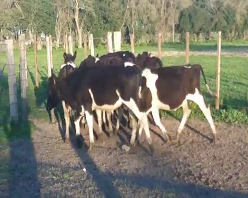 Lote 7 Terneras HOLANDO 190kg - , San José