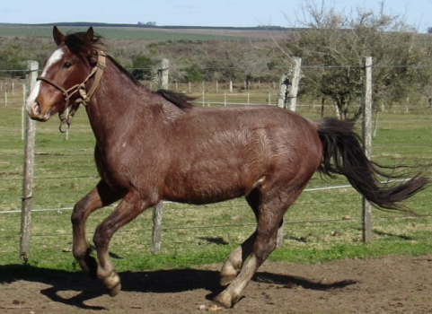 Lote BONITO LA FLECHILLA