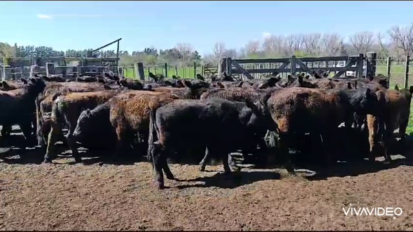 Lote 44 Terneras en Brandsen, Buenos Aires