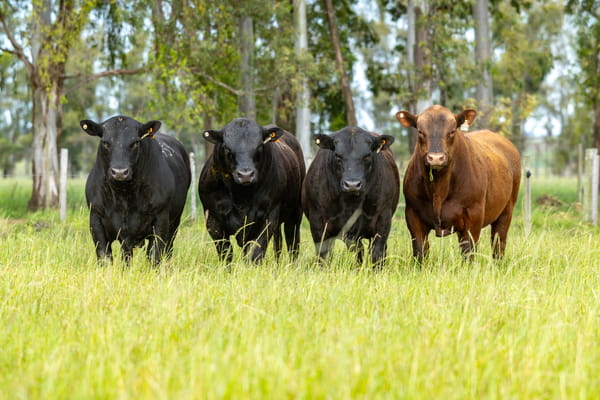 Lote Lote 7  Toros Pi 2 Años