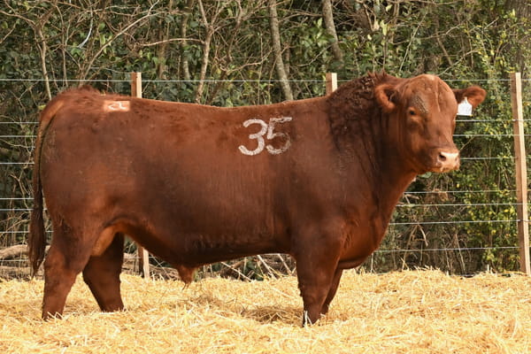 Lote TOROS ANGUS PC