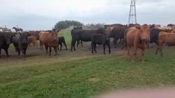 Lote 150 TERNS. MACHOS, 25 DE MAYO, PCIA. DE BS. AS.