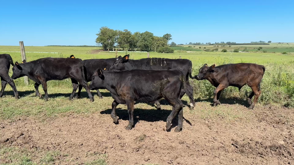 Lote TERNEROS Y TERNERAS
