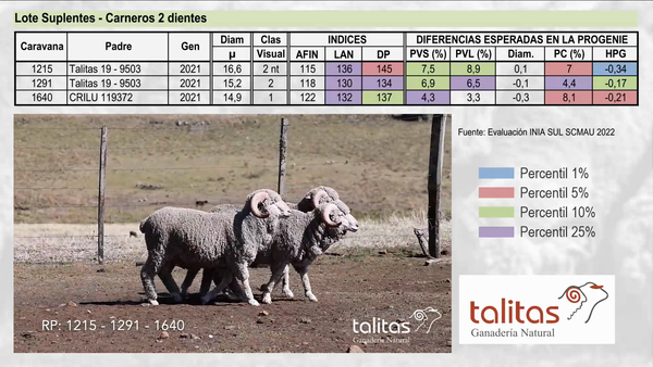 Lote Lote Suplentes - TALITAS
