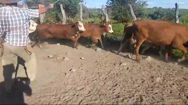 Lote 27 Terneros en Corrientes, Perugorría