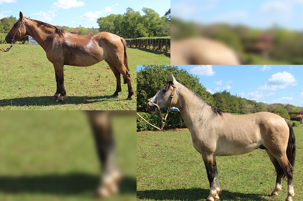 Lote ENB JEROVIA 113