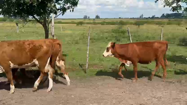 Lote 40 Vaquillonas en Corrientes, Curuzu Cuatia