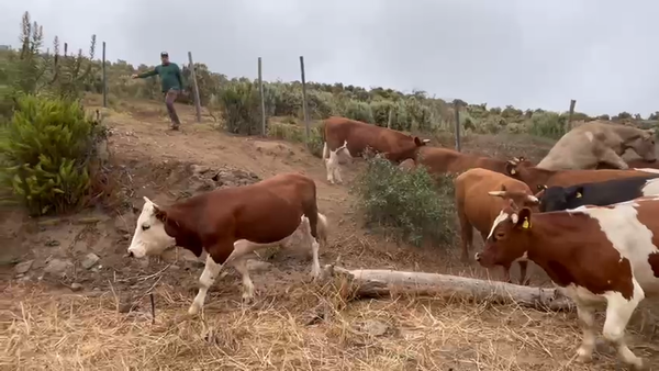 Lote 30 Novillo Engorda en Canela, IV Región Coquimbo