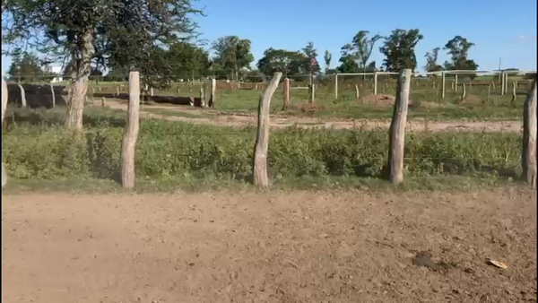 Lote 120 Terneros en Los Conquistadores, Entre Ríos