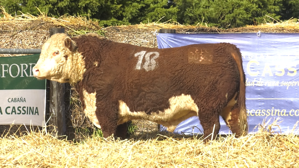 1 - 30362 — TOROS P. HEREFORD PURO REGISTRADO