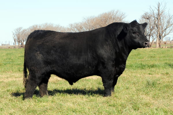 Lote Toros PP Destacados