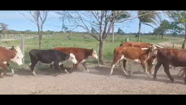 Lote 36 Terneros/as en Curuzú-Cuatiá, Corrientes