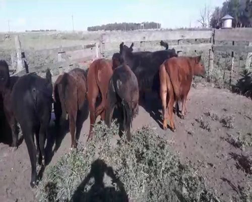 Lote 8 Terneros/as en Laprida, Buenos Aires