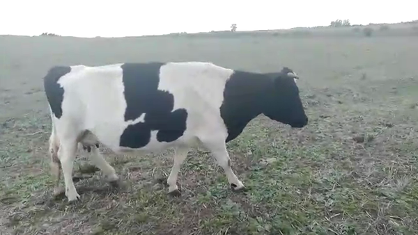 Lote 1 vaca holando