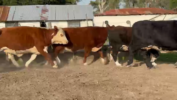 Lote 11 Vacas faena en Corrientes, Curuzú-Cuatiá