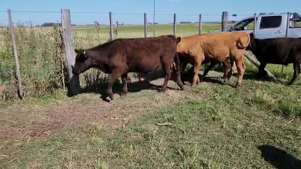 Lote 13 Terneros en Bolívar, Buenos Aires