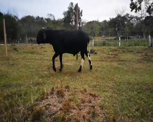 Lote Macho P2 103kg -  en Loma Grande