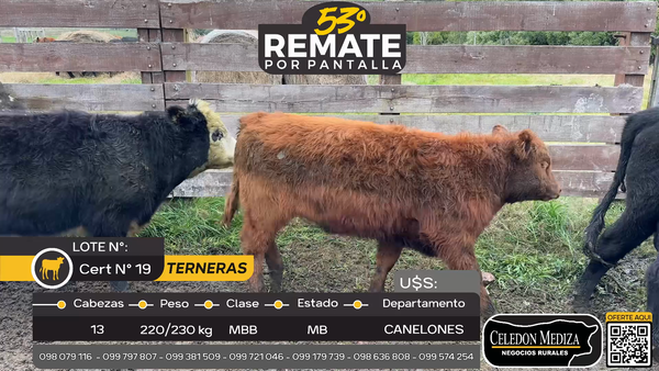 Lote 13 Terneras en Los Cerrillos, Canelones