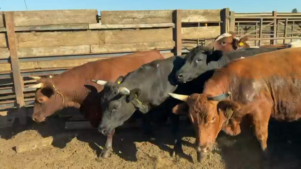 Lote 20 Novillo Gordo en Los Ángeles, VIII Región Biobío