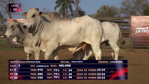 Lote GUSTAVO RUIZ - LOTE 23