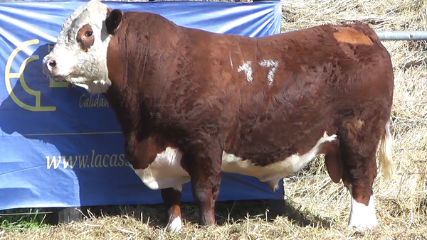 Lote TOROS P. HEREFORD PURO REGISTRADO