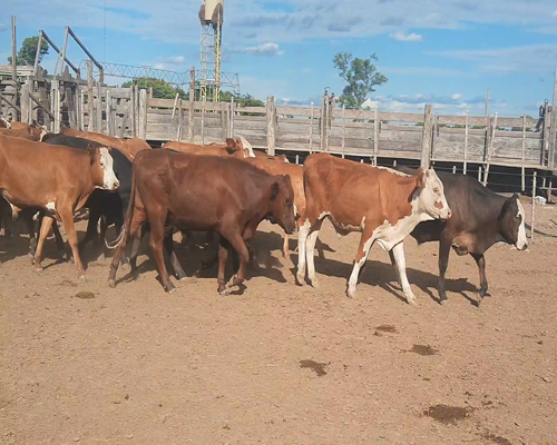 Lote 90 Novillitos en Tintina, Santiago del Estero