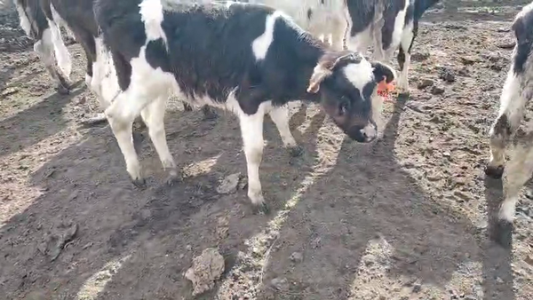 Lote 12 Terneros 80kg - , San José