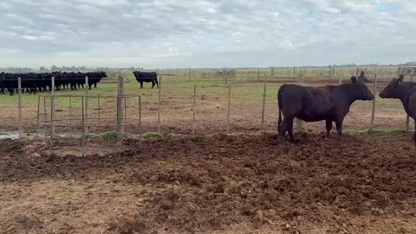 Lote 14 Vaquillonas preñadas
