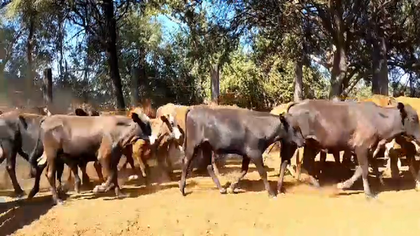 Lote 104 Novillitos y vaquillonas