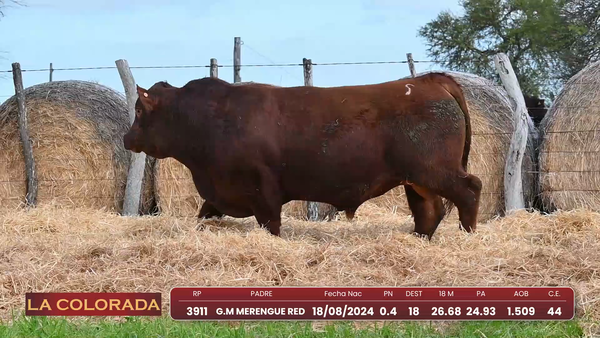 Lote Angus Morixe Coloradas