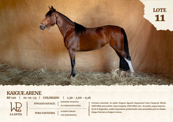 Lote KAIGUE ARENE