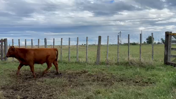 Lote 72 Terneros/as