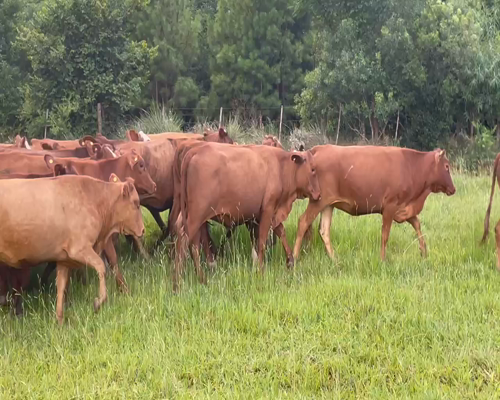 Lote 40 Vaquillonas en Ituzaingó, Corrientes